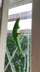 Phelsuma grandis