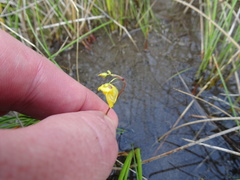 Utricularia ochroleuca