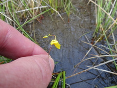 Utricularia ochroleuca