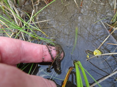 Utricularia ochroleuca