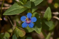 Lysimachia arvensis caerulea