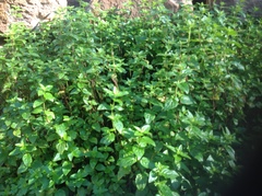 Mentha australis