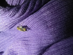 Penthobruchus germaini