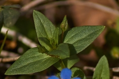 Lysimachia arvensis caerulea