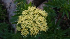 Arracacia schneideri
