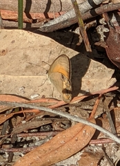 Hypocysta irius