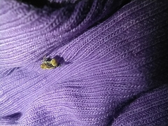 Penthobruchus germaini