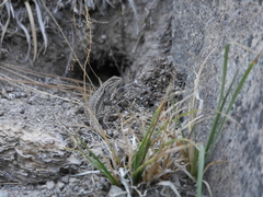Sceloporus graciosus gracilis