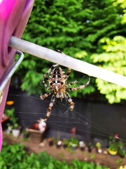 Araneus diadematus