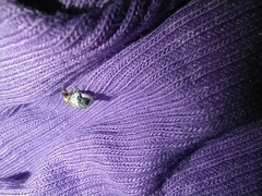 Penthobruchus germaini