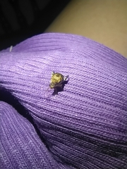 Penthobruchus germaini