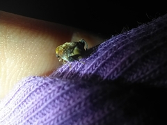 Penthobruchus germaini