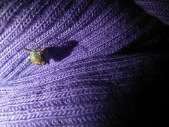 Penthobruchus germaini