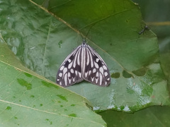 Cyclosia pieridoides
