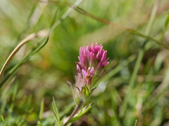 Castilleja lassenensis