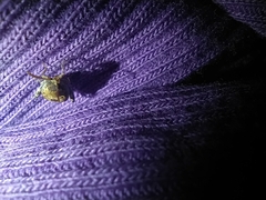 Penthobruchus germaini