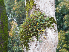Bulbophyllum vaginatum
