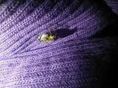 Penthobruchus germaini