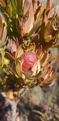 Leucadendron loeriense