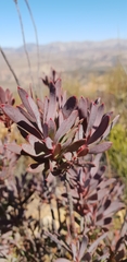 Leucadendron loeriense