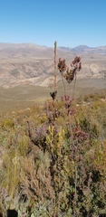 Leucadendron loeriense