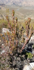 Leucadendron loeriense