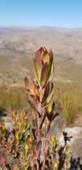 Leucadendron loeriense