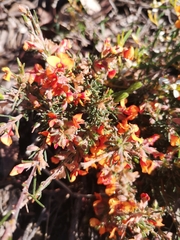 Eutaxia microphylla