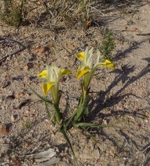 Moraea macronyx