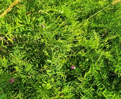 Vicia megalotropis
