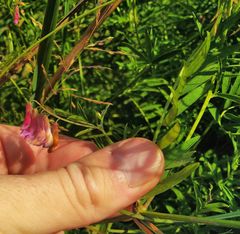 Vicia megalotropis