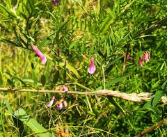Vicia megalotropis