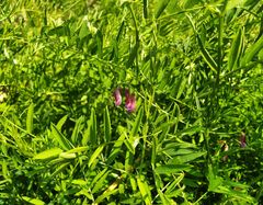 Vicia megalotropis