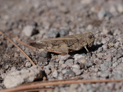 Cratypedes neglectus
