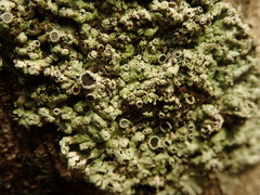 Physcia erumpens