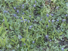 Lupinus lepidus lobbii