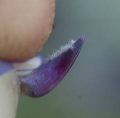 Lupinus lepidus lobbii