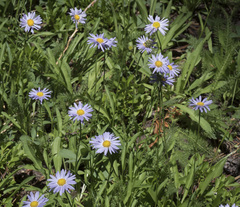 Erigeron glacialis glacialis
