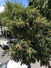 Eriobotrya japonica