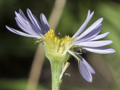 Erigeron glacialis glacialis