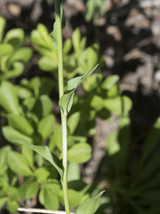 Erigeron glacialis glacialis