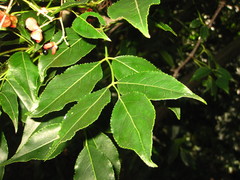 Staphylea japonica