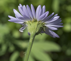 Erigeron glacialis glacialis