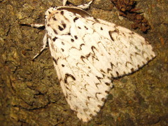 Lymantria monacha