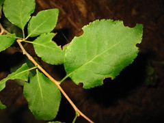 Ilex macropoda