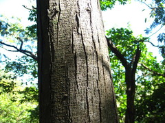 Picrasma quassioides