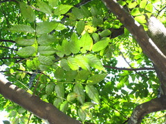 Picrasma quassioides