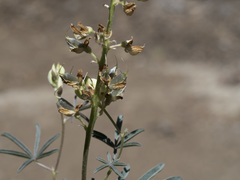 Lupinus angustiflorus
