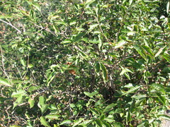 Euonymus hamiltonianus