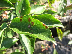 Euonymus hamiltonianus